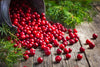 Everything you wanted to know about Cranberries!